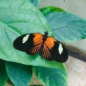 Meet your Posher, Rose